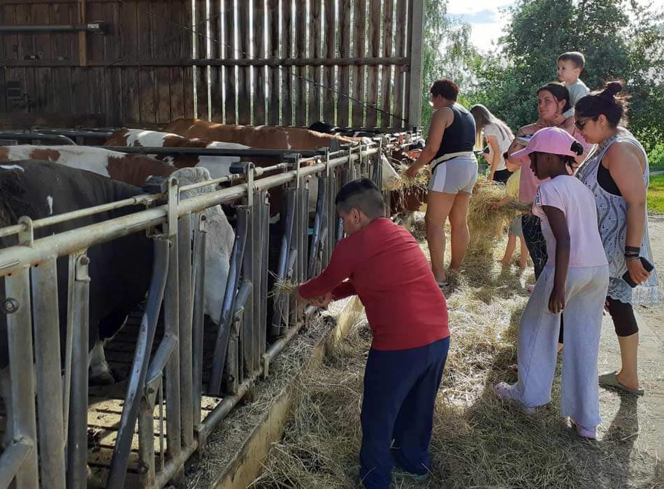 Kinder füttern Kühe